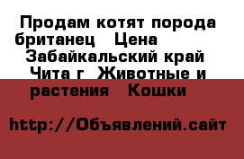 Продам котят порода британец › Цена ­ 3 500 - Забайкальский край, Чита г. Животные и растения » Кошки   